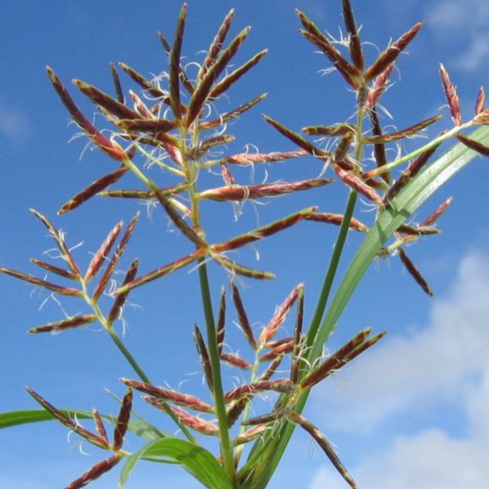 Cyperus Rotondus pur (100%)