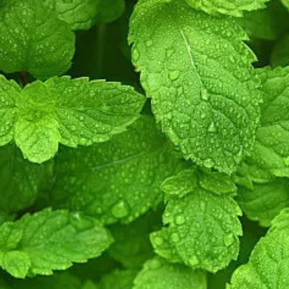 Extrait de menthe poivrée
