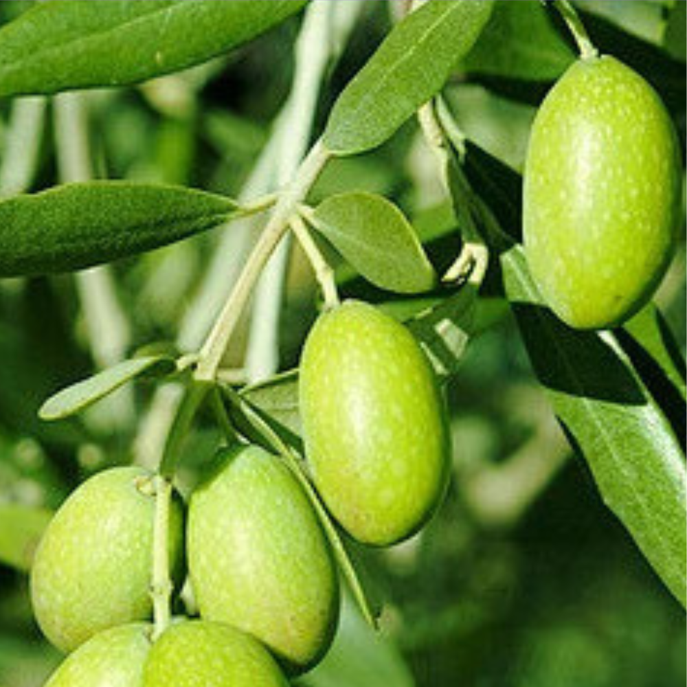 Extrait d'huile d'olive