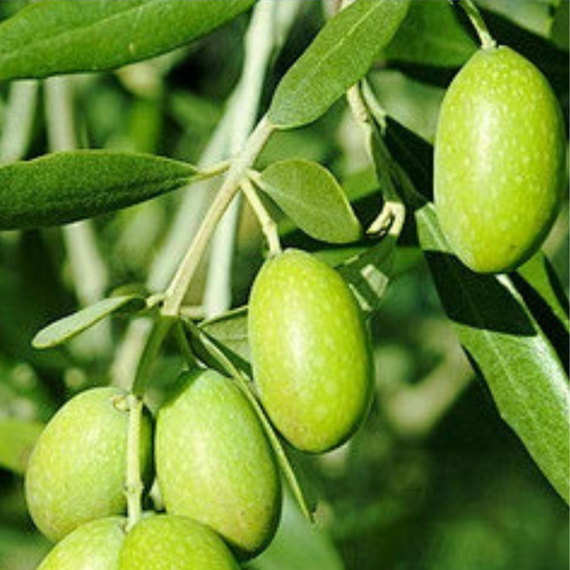 Extrait d'huile d'olive